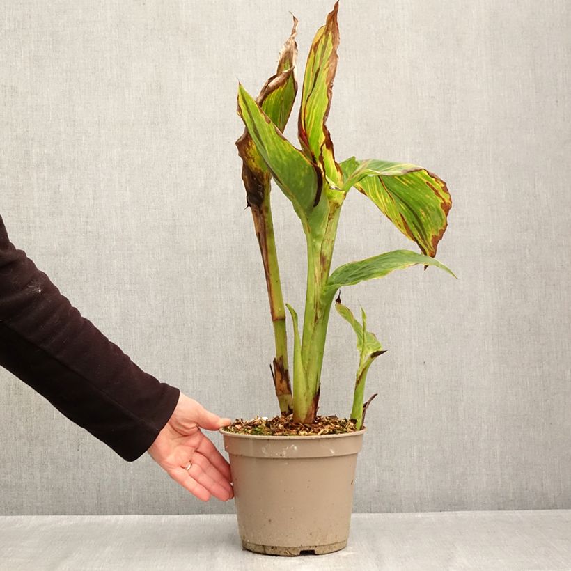 Spécimen de Canna Black Cleopatra - Balisier Pot de 4L/5L tel que livré en automne