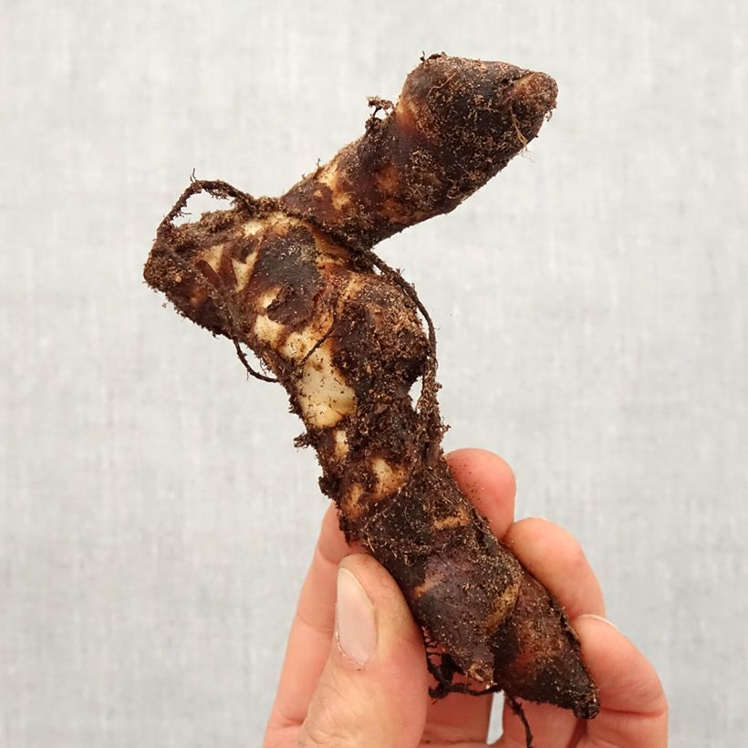 Spécimen de Canna Brillant Bulbe calibre I tel que livré au printemps