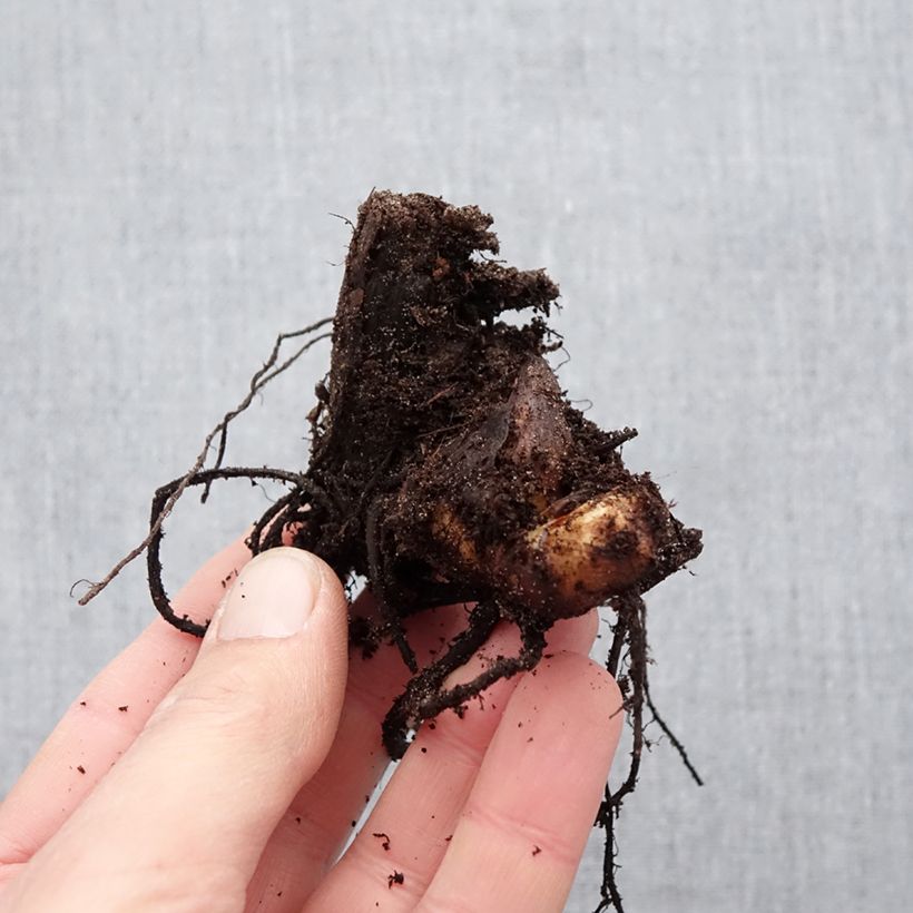 Spécimen de Canna Cleopatra - Balisier panaché jaune et rouge. Bulbe calibre I tel que livré au printemps