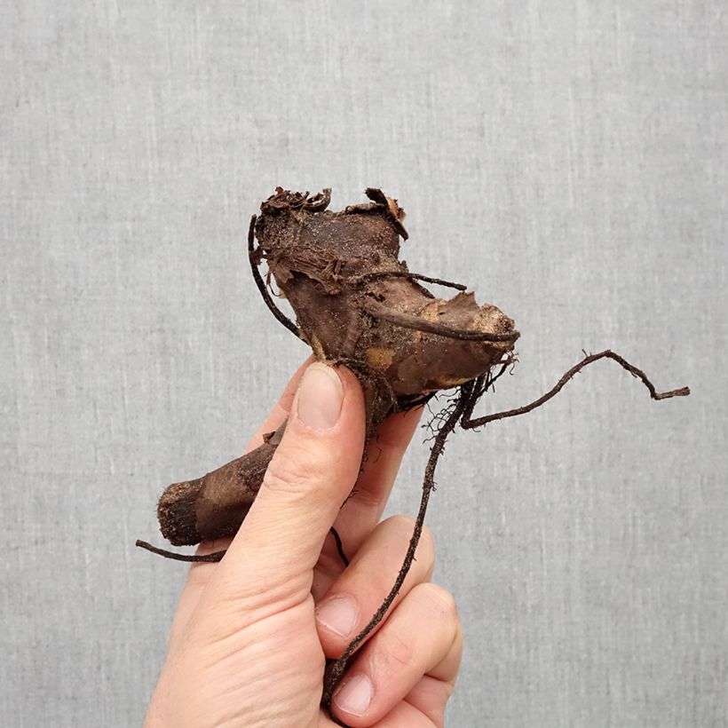 Spécimen de Canna Confetti - Balisier crème picté de rose Bulbe calibre I tel que livré au printemps