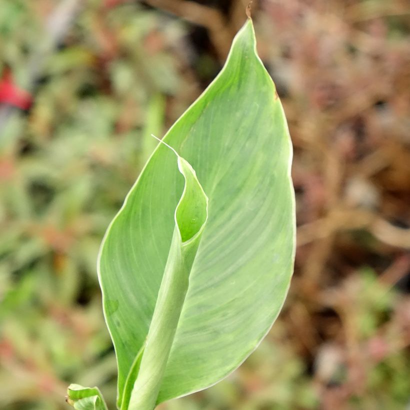 Canna Confetti - Balisier crème picté de rose (Feuillage)
