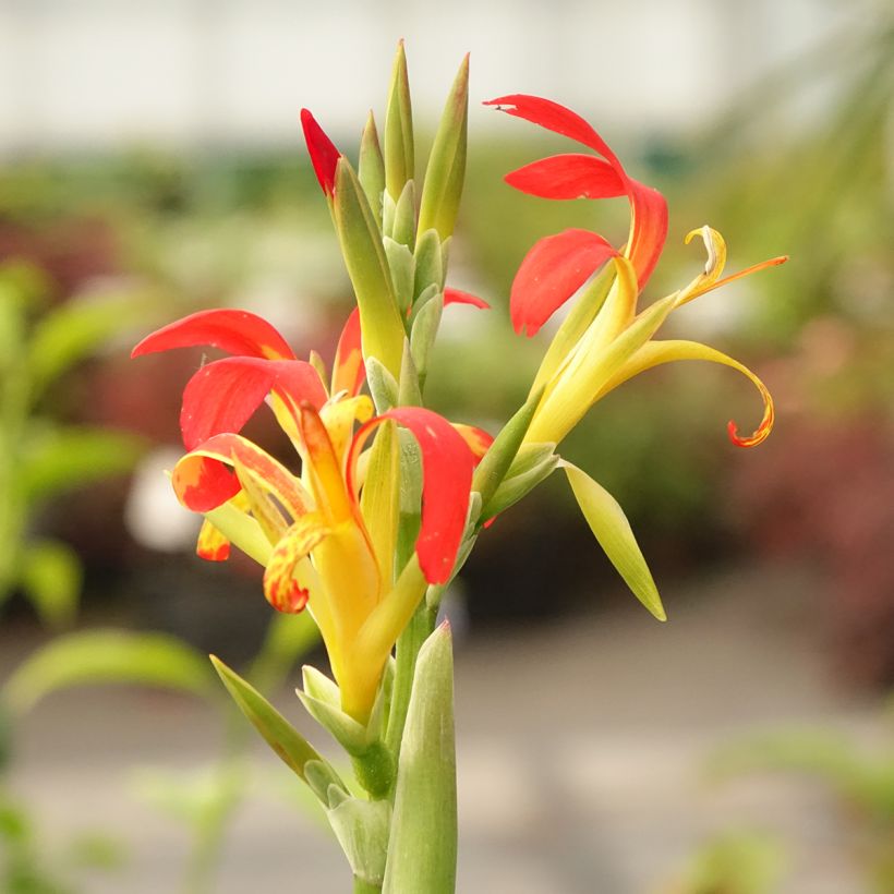 Canna edulis - Canna comestible, Balisier rouge (Floraison)