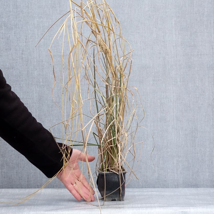 Example of Canna Endeavour Godet de 8/9 cm calibre I as you get in hiver