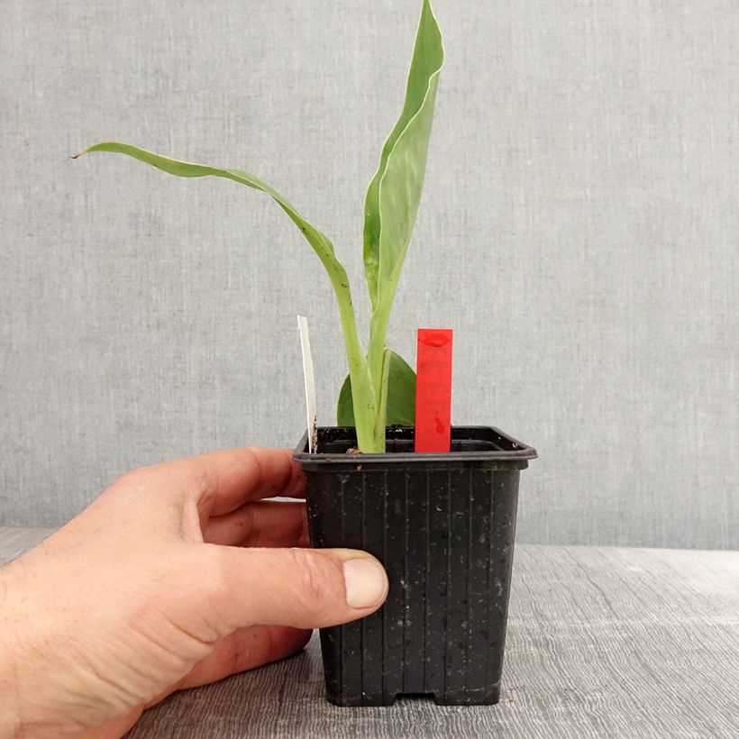 Example of Canna Erebus - Balisier aquatique géant Godet de 8/9 cm as you get in printemps