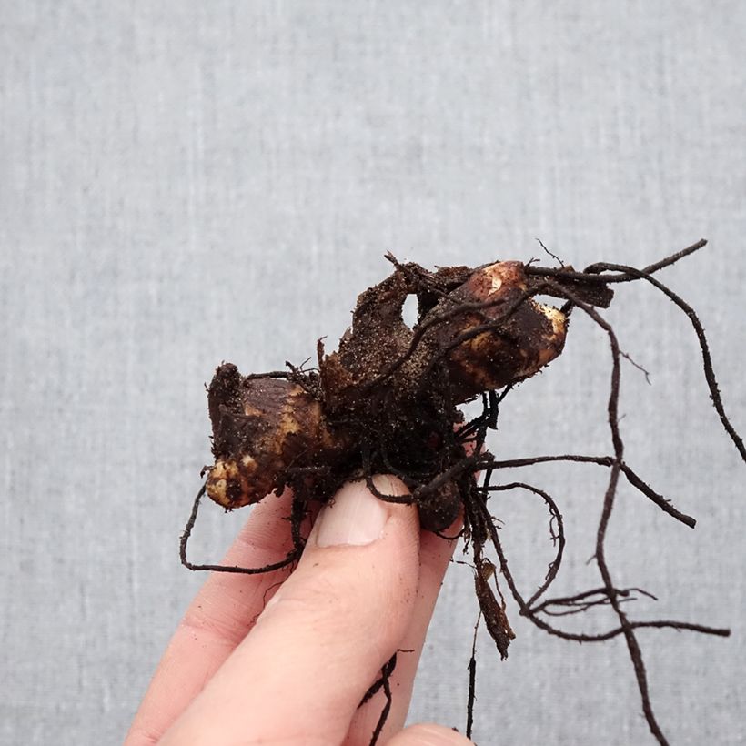 Example of Canna Felix Ragout - Balisier jaune et blanc Bulbe calibre I as you get in printemps