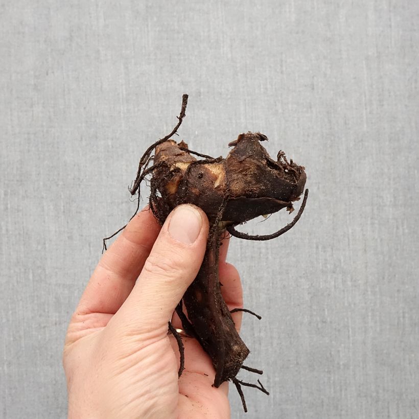 Example of Canna Felix Roux - Balisier nain à fleurs rouge pâle Bulbe calibre I as you get in printemps