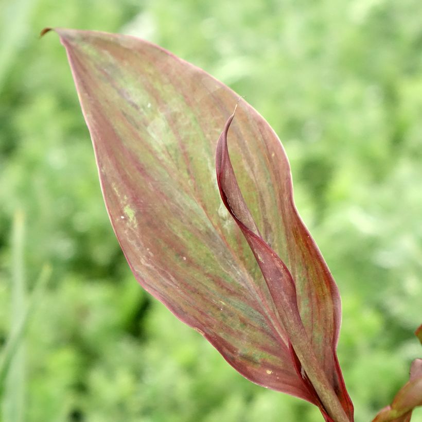 Canna Feu Magique (Feuillage)