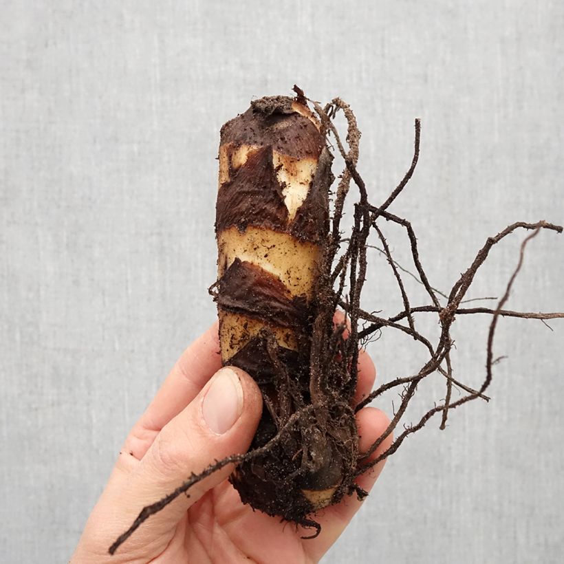 Spécimen de Canna Firebird - Balisier rouge vermillon Bulbe calibre I tel que livré au printemps