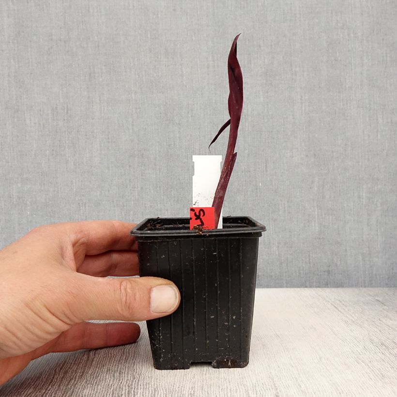 Example of Canna glauca Australis - Balisier d'eau Godet de 8/9 cm as you get in printemps