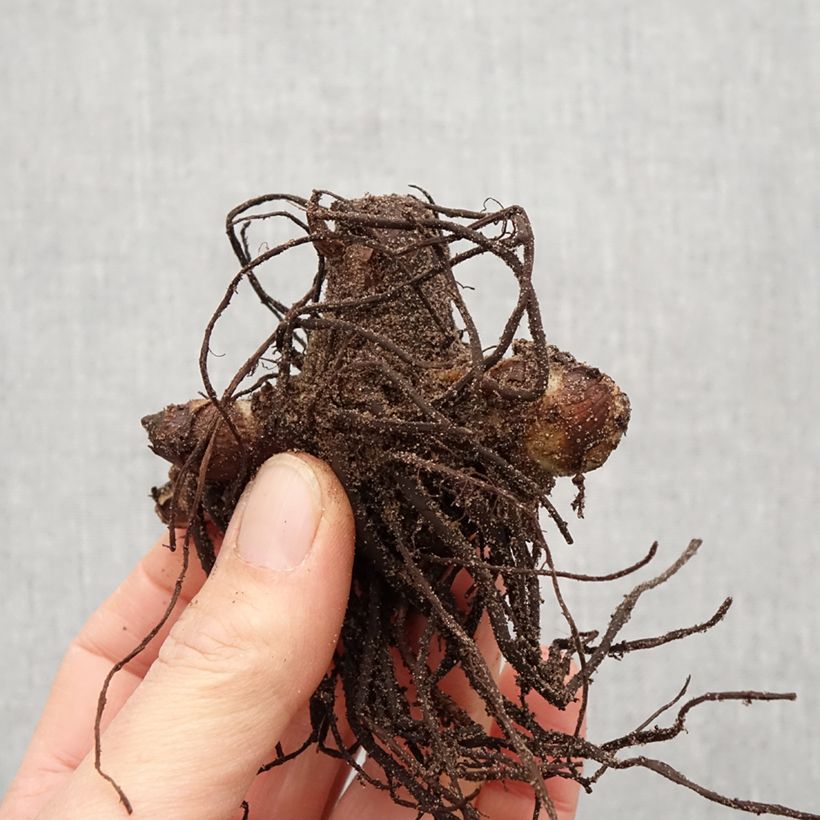 Example of Canna indica Purpurea Bulbe calibre I as you get in printemps