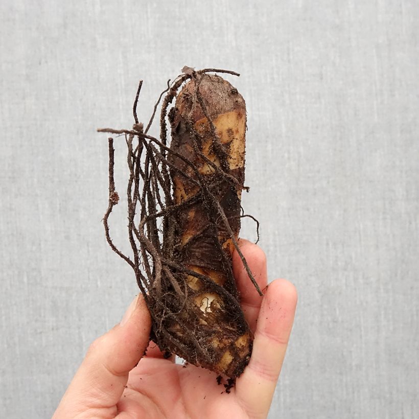 Example of Canna Lolita - Balisier rouge indien à liseré jaune Bulbe calibre I as you get in printemps