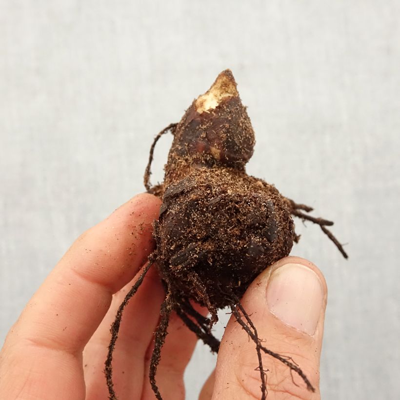 Example of Canna Lucifer - Balisier nain à fleurs rouge liséré de jaune d'or et à feuillage vert moyen. Bulbe calibre I as you get in printemps