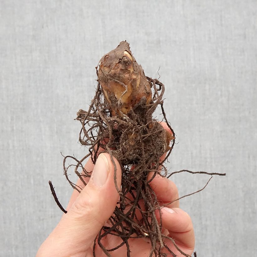 Example of Canna Mme Angèle Martin - Balisier Bulbe calibre I as you get in printemps