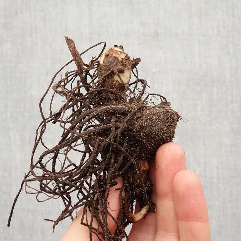 Example of Canna Petit Poucet - Balisier nain jaune picté de rouge Bulbe calibre I as you get in printemps