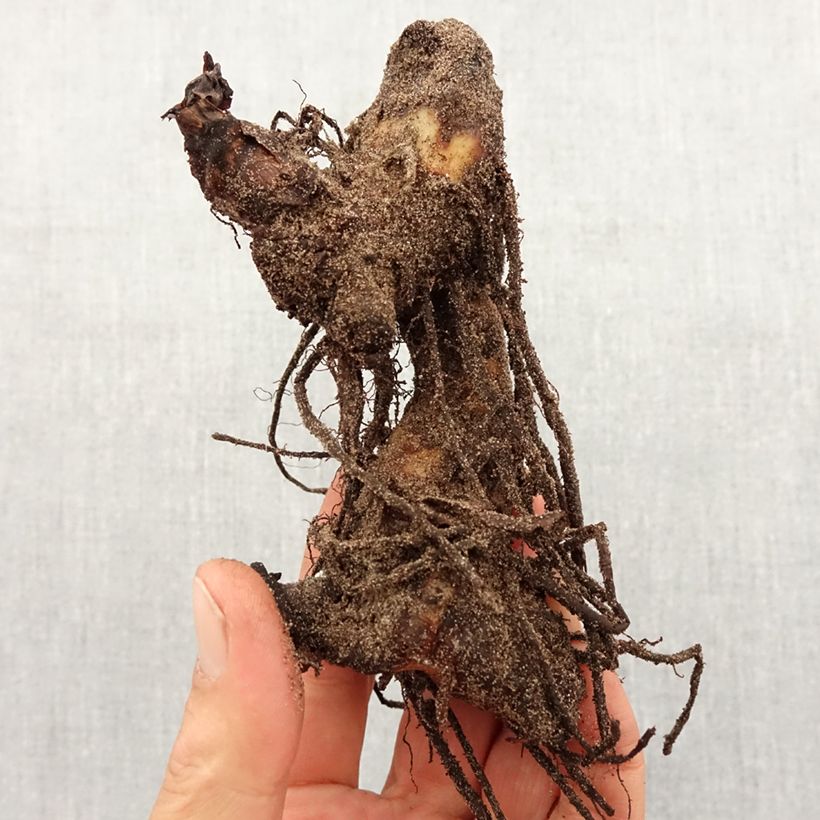 Spécimen de Canna Pink President - Balisier Bulbe calibre I tel que livré au printemps