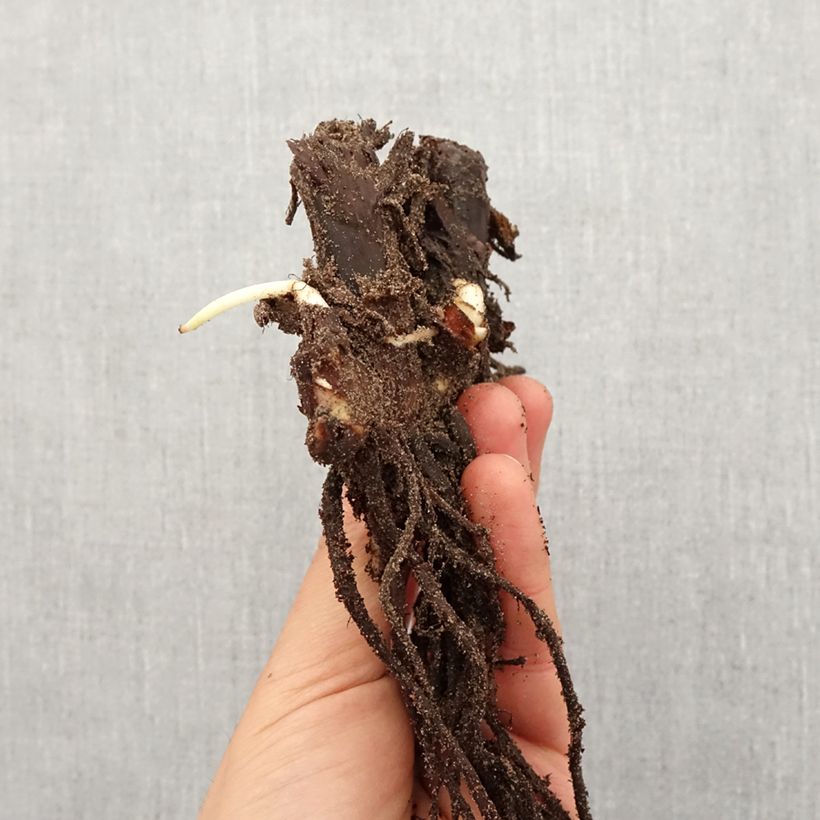 Spécimen de Canna Queen Charlotte - Balisier Bulbe calibre I tel que livré au printemps