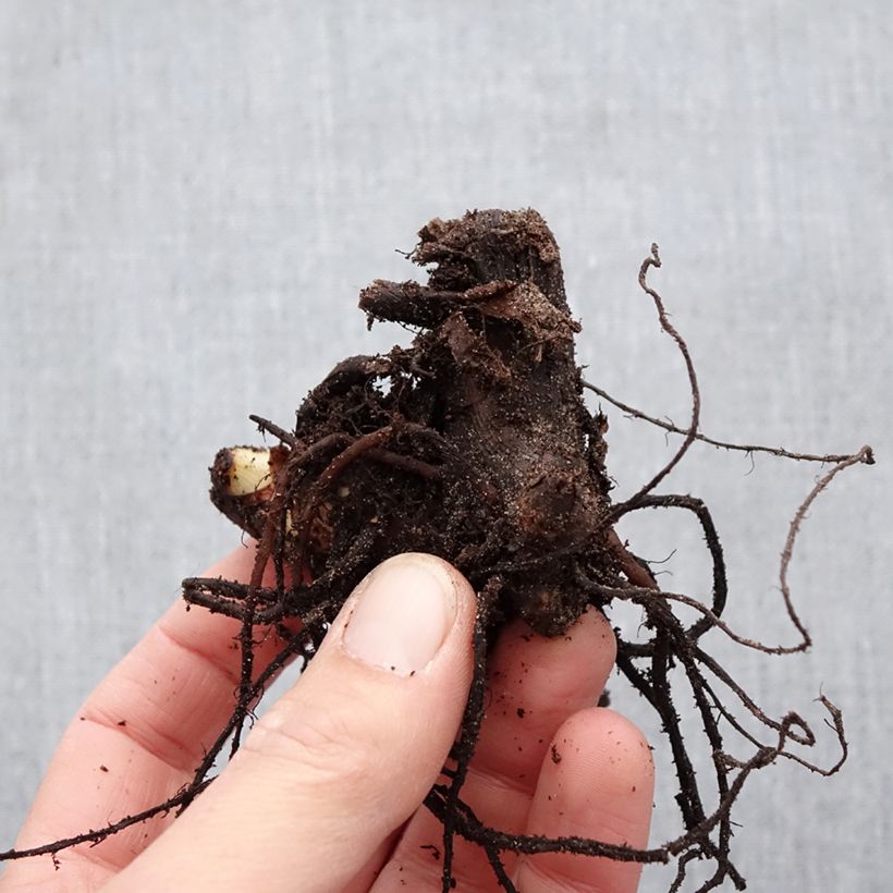 Example of Canna Red King Humbert - Balisier rouge vif. Bulbe calibre I as you get in printemps