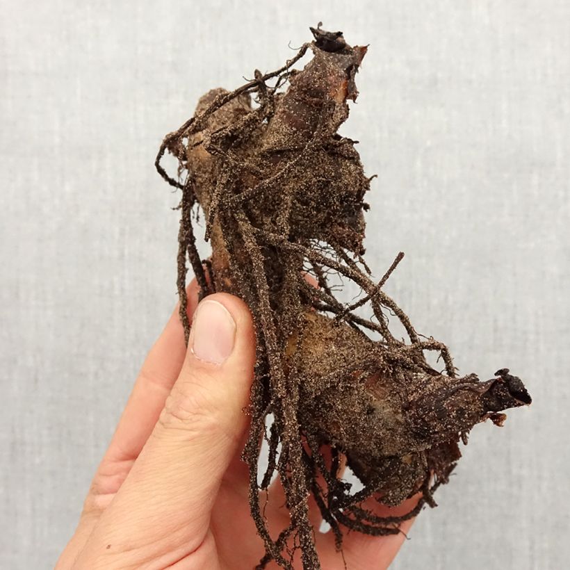 Example of Canna Semaphore - Balisier orange abricot Bulbe calibre I as you get in printemps