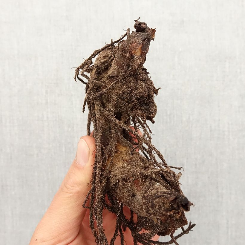 Example of Canna Striata Bulbe calibre I as you get in printemps