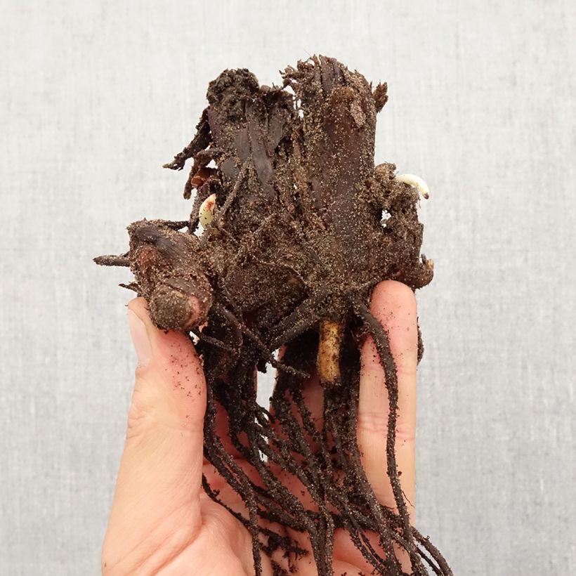 Spécimen de Canna Stuttgart - Balisier panaché à fleurs orange saumoné Bulbe calibre I tel que livré au printemps