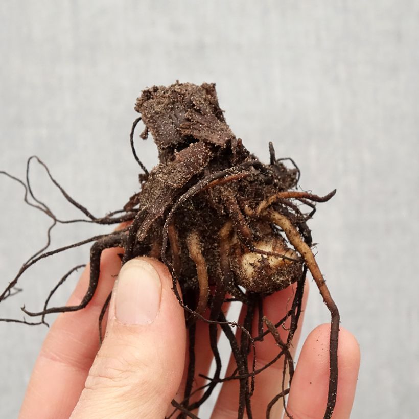 Spécimen de Canna Talisman - Balisier jaune et orangé Bulbe calibre I tel que livré au printemps