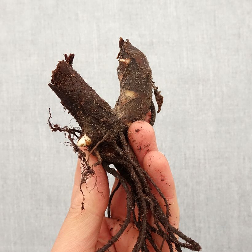 Spécimen de Canna Taroudant - Balisier nain, à fleurs orange vif, largement bordé de jaune. Bulbe calibre I tel que livré au printemps
