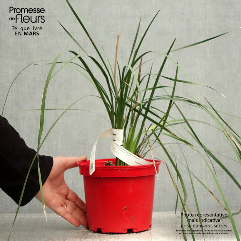 Example of Canne à pêche des anges - Dierama Blackbird Pot de 2L/3L as you get in printemps