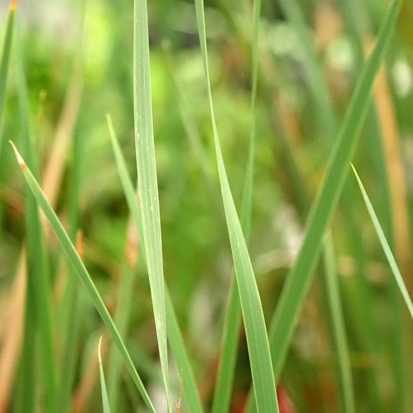 Canne à pêche des anges - Dierama Blackbird (Foliage)