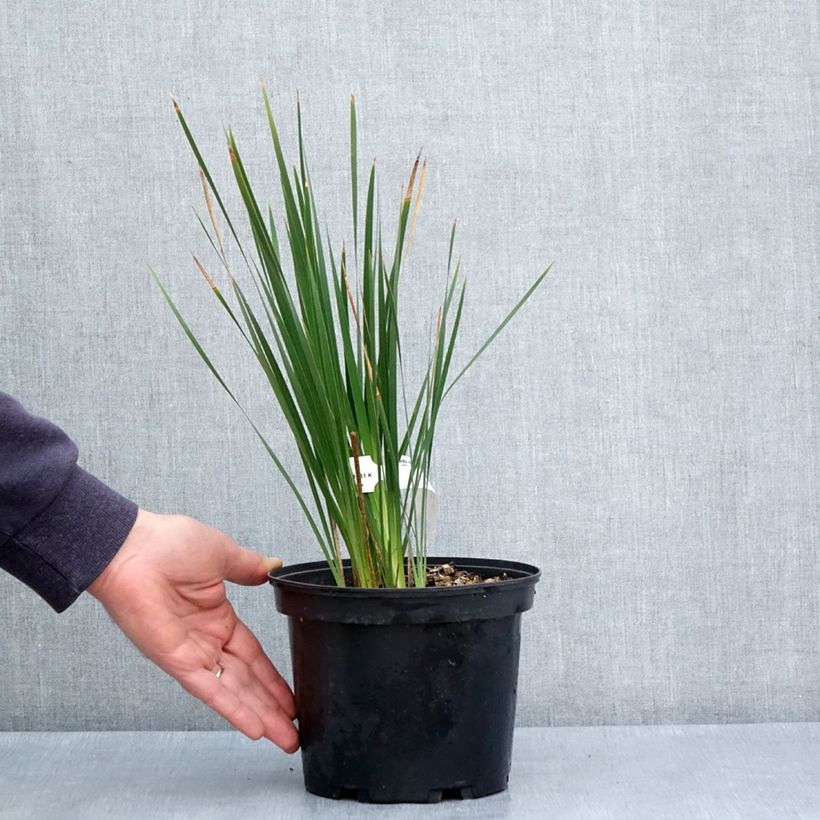 Spécimen de Canne à pêche des anges - Dierama igneum Pot de 2L/3L tel que livré au printemps