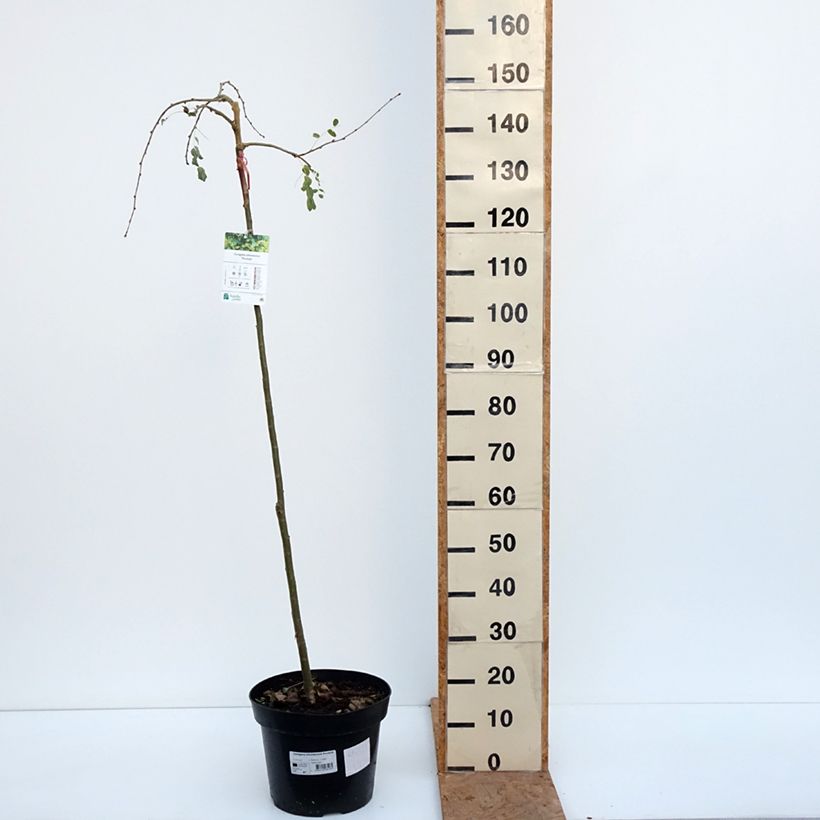 Spécimen de Caragana arborescens Pendula - Caraganier de Sibérie pleureur Pot de 7,5L/10L, Tige tel que livré en automne