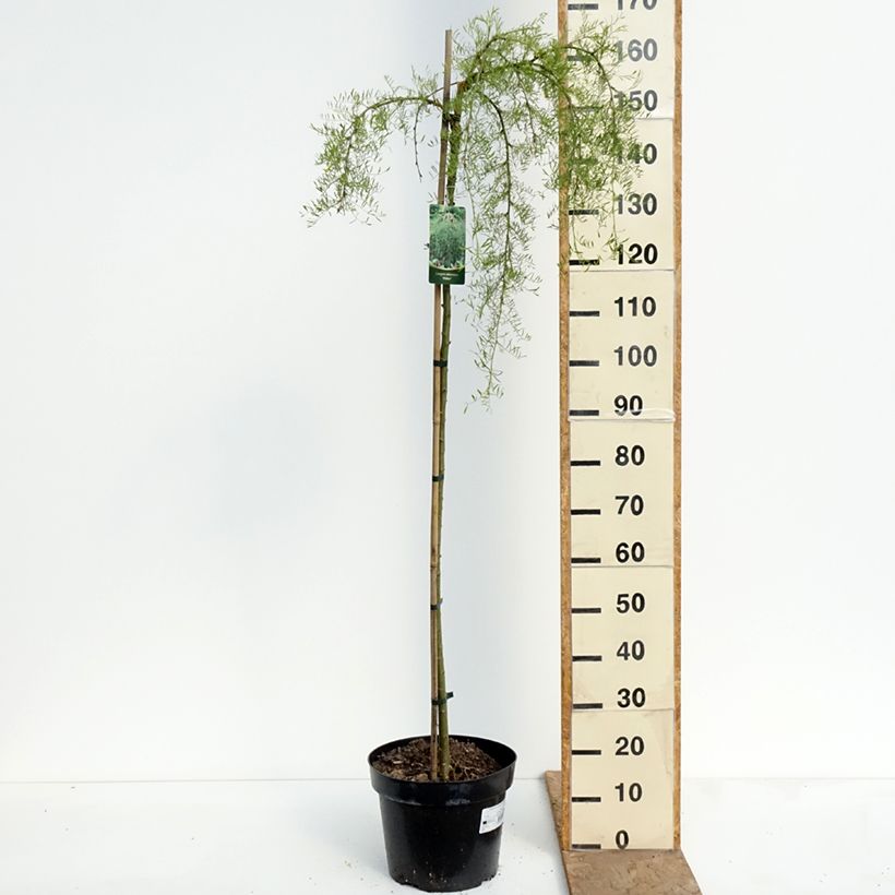 Spécimen de Caragana arborescens Walker - Caraganier de Sibérie pleureur Pot de 7,5L/10L, Haute-Tige, Tige de 180 cm tel que livré au printemps