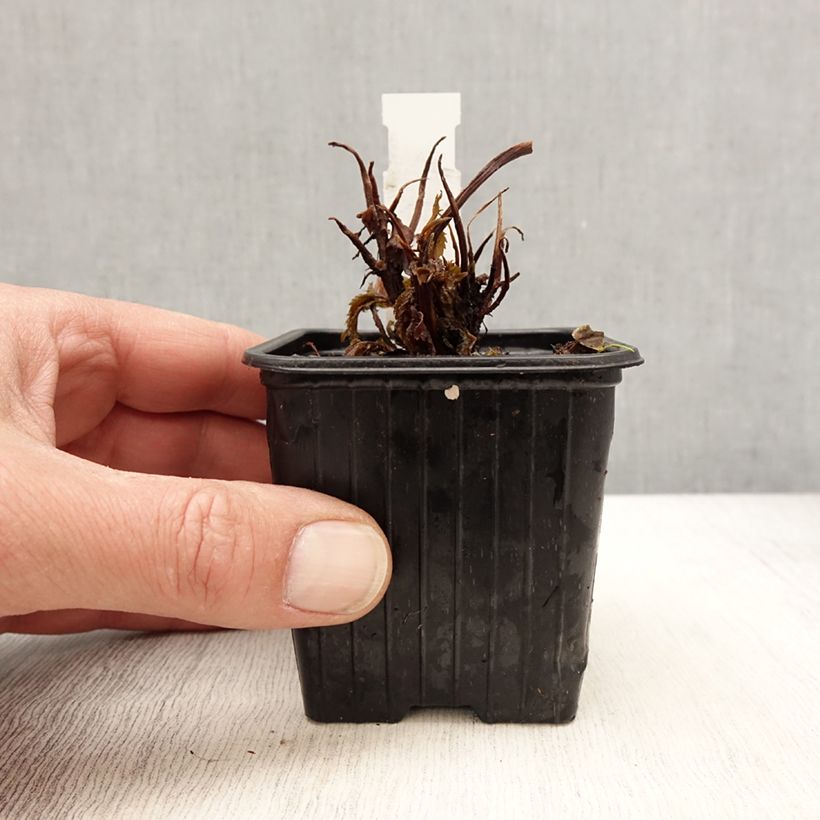 Spécimen de Cardiandra Bunches of the Sky Godet de 8/9 cm tel que livré au printemps