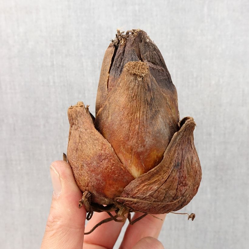 Example of Cardiocrinum giganteum - Lis géant de l'Himalaya Bulbe calibre 24+ as you get in printemps