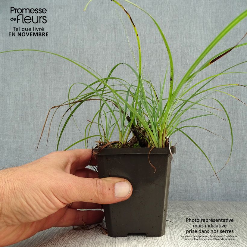 Spécimen de Carex atrata - Laîche des montagnes Godet de 8/9 cm tel que livré en automne