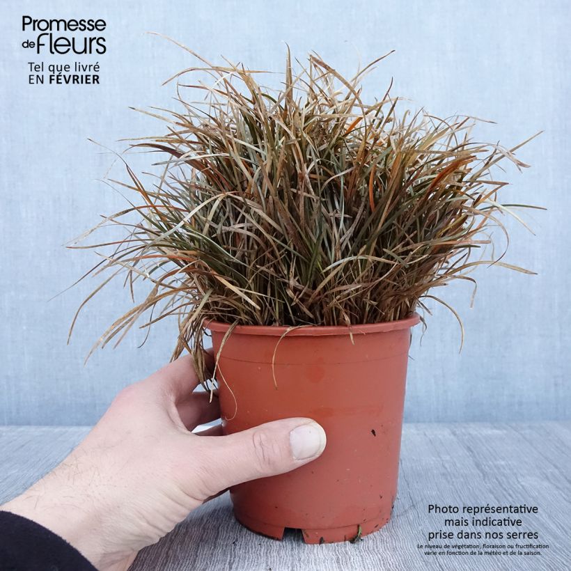 Example of Carex berggrenii - Laîche Pot de 1L/1,5L as you get in hiver