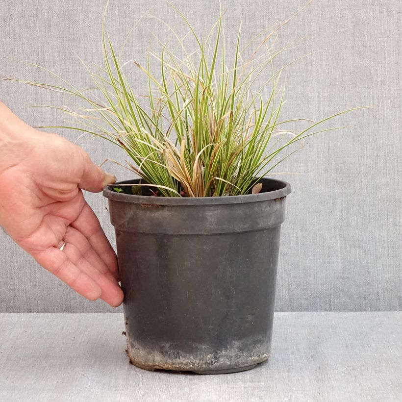 Example of Carex brunnea Aureovariegata - Laîche panachée Pot de 2L/3L as you get in printemps