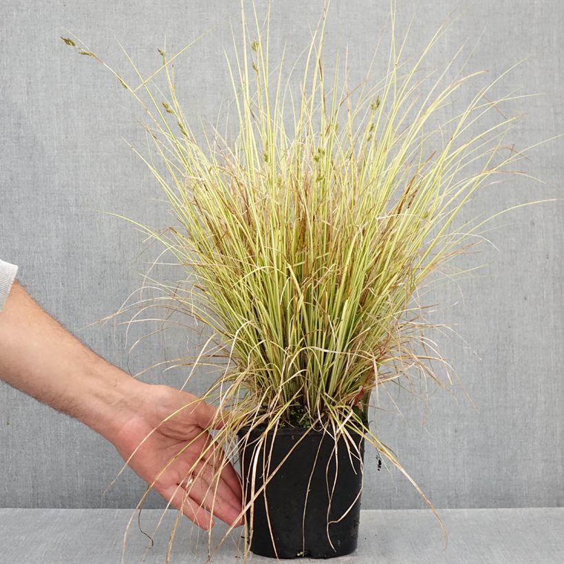 Spécimen de Carex brunnea Jenneke - Laîche Pot de 2L/3L tel que livré en automne