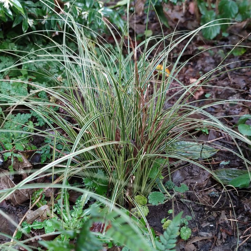 Carex brunnea Variegata - Laîche (Foliage)