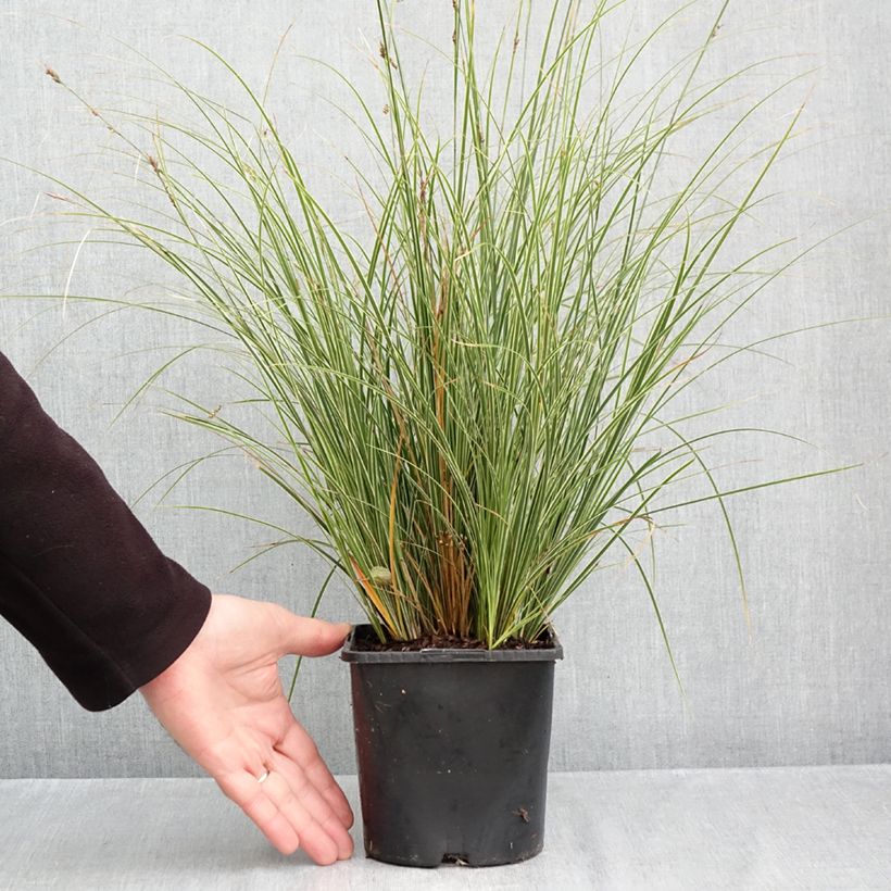 Spécimen de Carex brunnea Variegata - Laîche Pot de 2L/3L tel que livré en automne