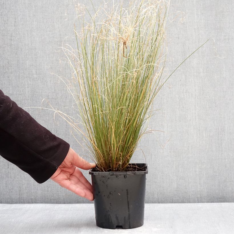 Example of Carex buchananii Green Twist - Laîche de Buchanan Pot de 1,5L/2L as you get in hiver