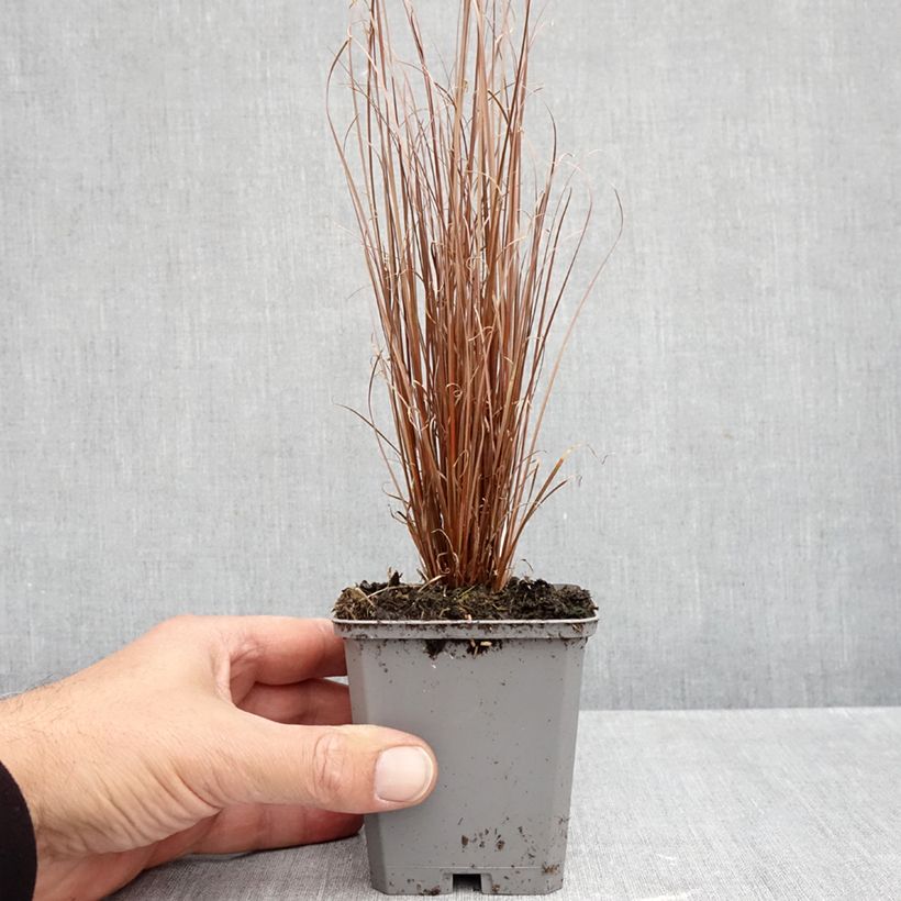 Spécimen de Carex buchananii Red Rooster - Laîche de Buchanan Godet de 8/9 cm tel que livré en automne