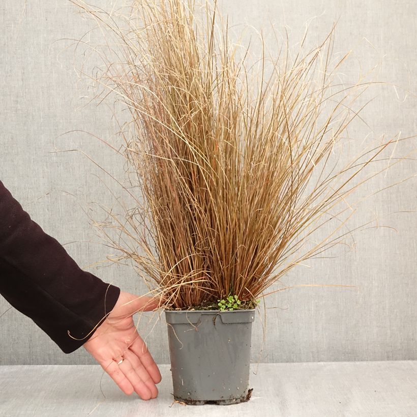 Spécimen de Carex buchananii Red Rooster - Laîche de Buchanan Pot de 2L/3L tel que livré en automne