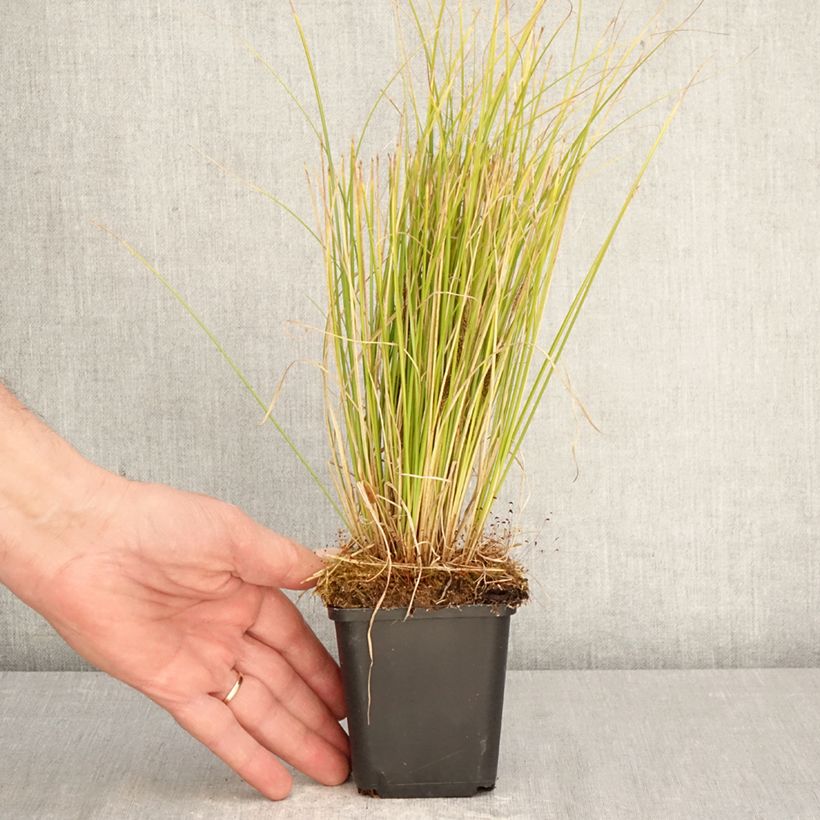 Spécimen de Carex comans Phoenix Green - Laîche de Nouvelle-Zélande  Godet de 8/9 cm tel que livré au printemps