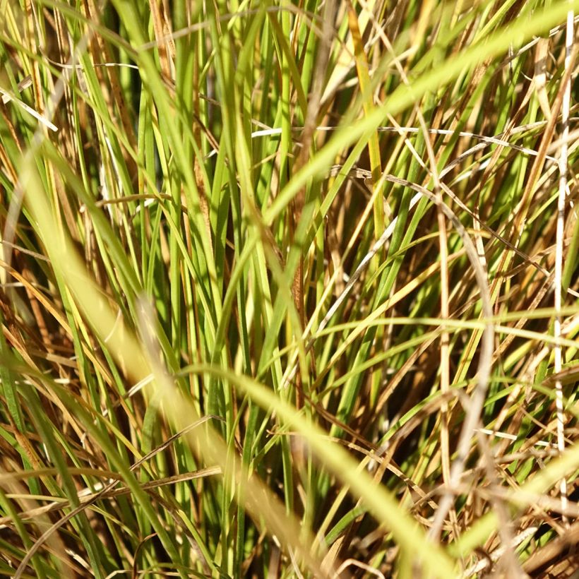 Carex comans Phoenix Green - Laîche de Nouvelle-Zélande  (Feuillage)