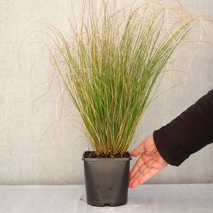 Spécimen de Carex comans Phoenix Green - Laîche de Nouvelle-Zélande  Pot de 1,5L/2L tel que livré en hiver