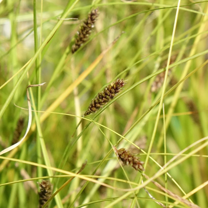 Carex flagellifera Kiwi - Laîche Kiwi  (Floraison)