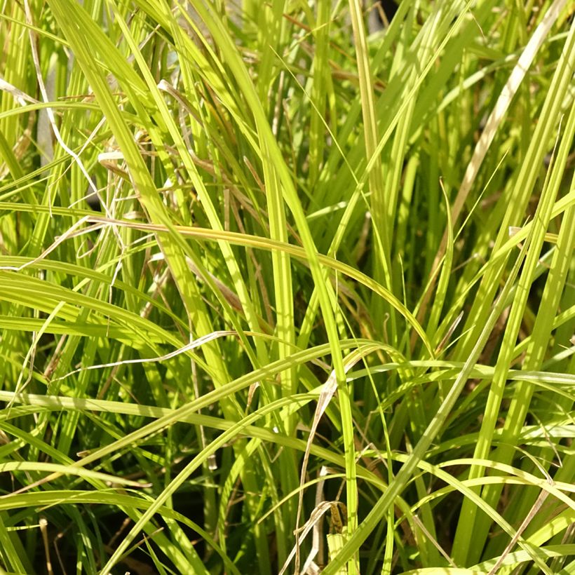 Carex lenta Osaka - Laîche (Feuillage)