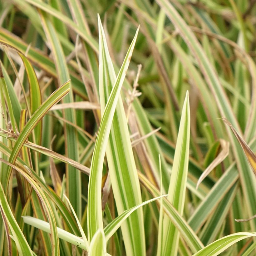Carex morrowii Goldband - Laîche du Japon (Foliage)