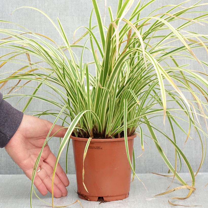 Spécimen de Carex morrowii Goldband - Laîche du Japon Pot de 1L/1,5L tel que livré en automne