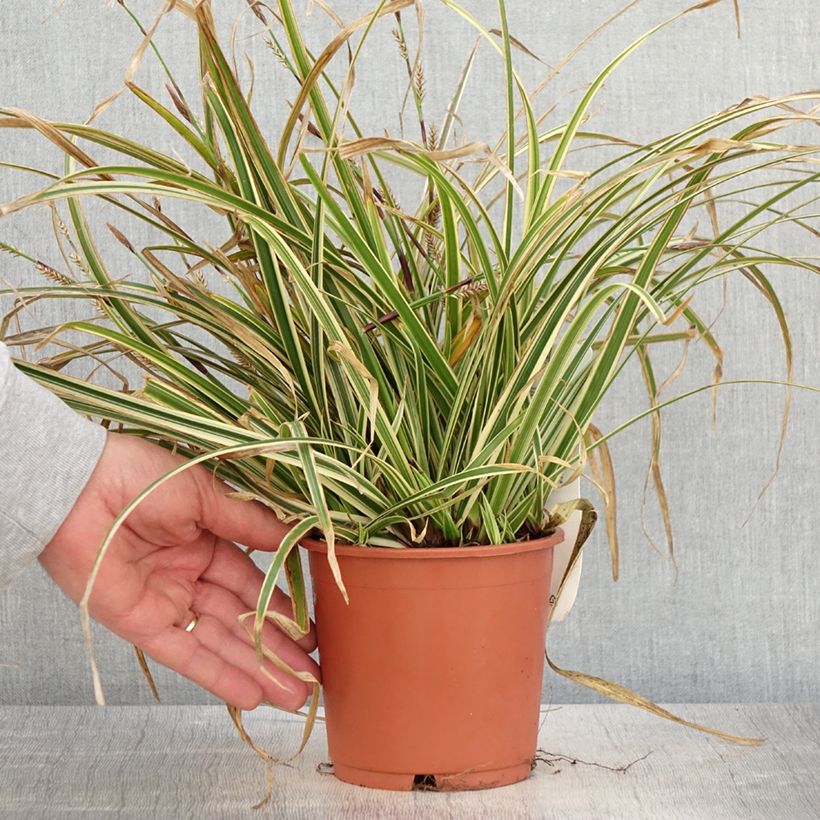 Example of Carex morrowii Goldband - Laîche du Japon Pot de 1L/1,5L as you get in printemps